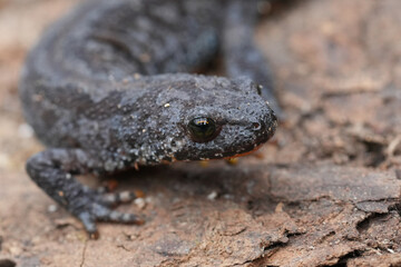 Closeup on a terrestrial female of the threatened European alpine newt, Ichthyosaura alpestris