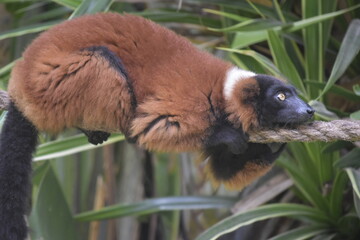 Close up portrait of cute red-ruffed lemur sitting on tree. The Red Ruffed Lemur is one of the most...