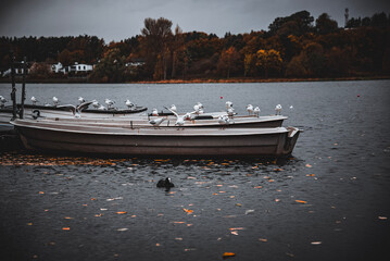 Obraz premium A group of seagulls perched calmly on a boat, gently floating on a peaceful lake, surrounded by the stillness of nature. 🌊🕊️