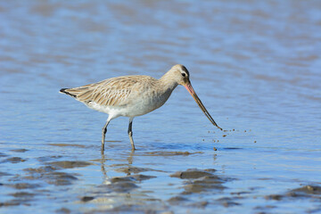 Bar-tailed godwit feeds on macrozoobenthos in the Bengkulu River estuary during the migration season