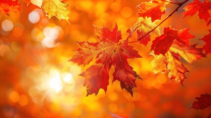 Fototapeta premium Brilliant Red Maple Leaves in Autumn Light