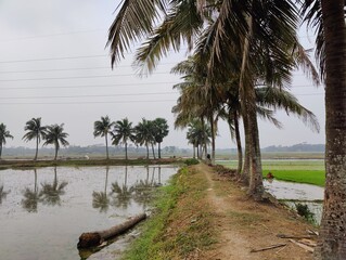 Obraz premium Beautiful landscape green plant natural view of bangladesh, Beutiful nature background