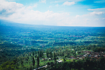 Young Plant in a Lush Garden Setting, Lush Green Rice Fields Under Clear Blue Skies in Tropical Landscape