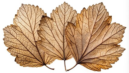 Fototapeta premium A delicate arrangement of three dried leaves, their veins intricately interwoven, creating a beautiful, intricate pattern