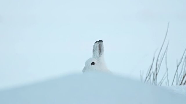 The emerging head of a mountain hare sitting in fluffy snow