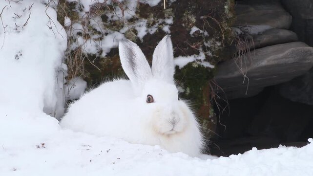 Close-up of an adult mountain hare next to its den. White hare.