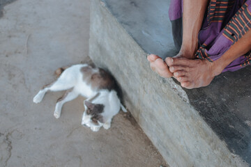 street cat at the harbor