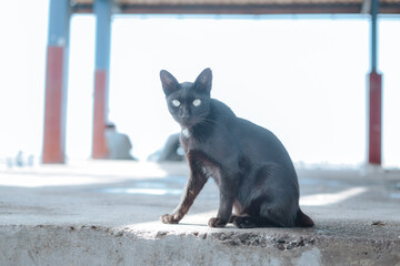 street cat at the harbor