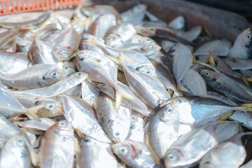 Obraz premium pile of fish at the market