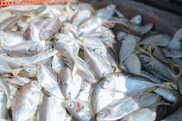 Fototapeta premium pile of fish at the market