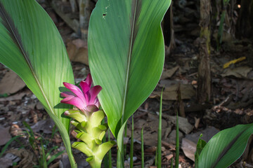 Fototapeta premium galangal plant flowers