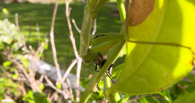 A large green praying mantis hangs under a leaf, eating its freshly caught prey.