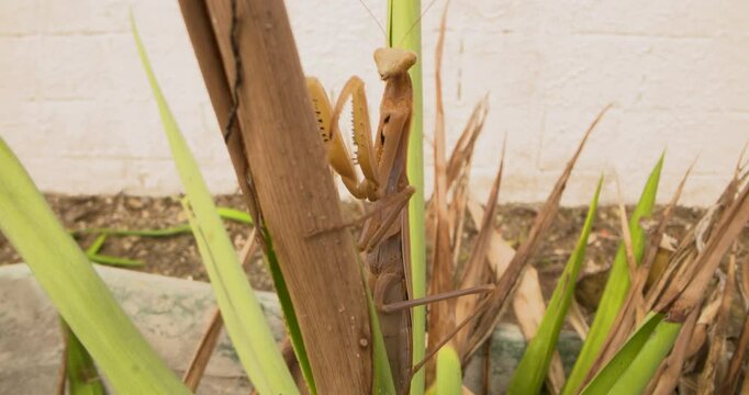 A large brown praying mantis slowly climbs up a plant. Close up shot.