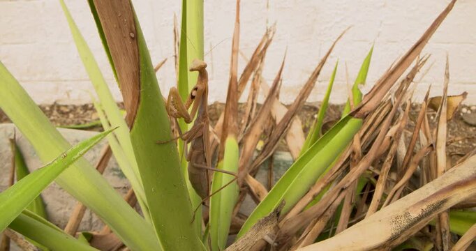 A large brown praying mantis sits quietly in a plant looking for prey.