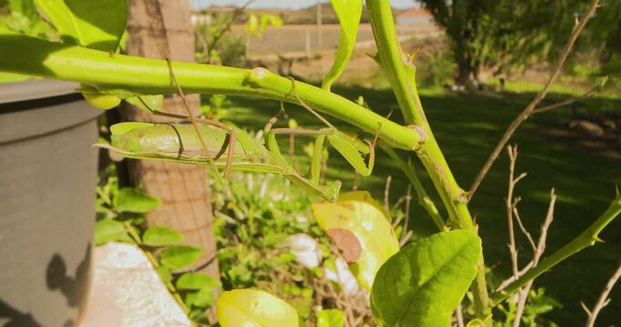 A large green praying mantis hangs under a branch of a bush. Close up shot.