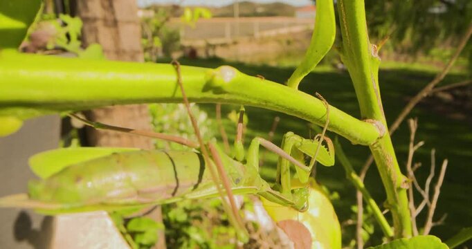 A large green praying mantis hangs from the a branch with folded raptorial legs.