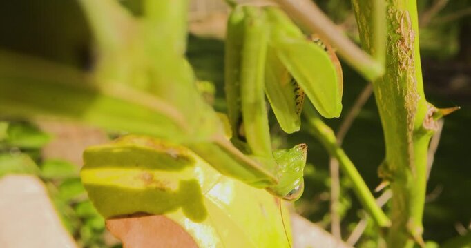 The large green praying mantis dangles from the underside of a bush, ready to grab insects.