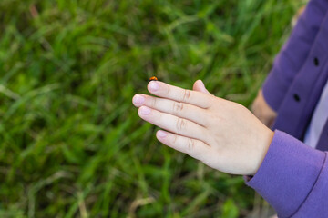 Ladybug crawling on a child's hand.