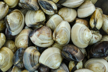 Fresh clams for seafood background