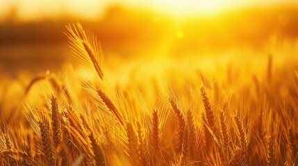Golden Sunset Over Wheat Field in Summer