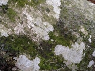 Grunge wall texture background