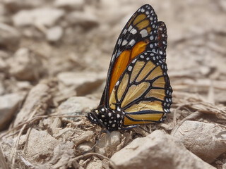 Mariposa Monarca Un Icono de la Naturaleza en Primer Plano