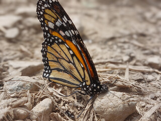 Mariposa Monarca Un Icono de la Naturaleza en Primer Plano