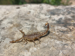 Alacrán con posado sobre a una roca con aguijón
