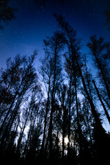 Night sky, stars at night, shooting star over the forest