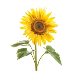 Obraz premium Sunflower Flower isolated on white background.