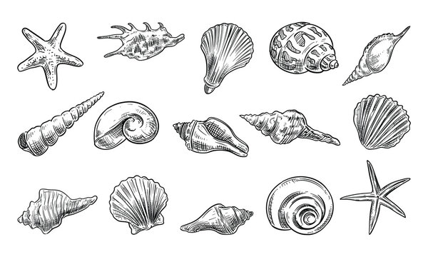 seashells handdrawn collection