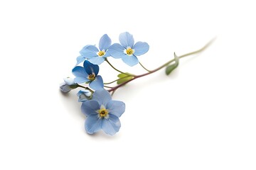 Touch-me-not Flower isolated on white background.close up.