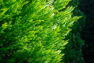 光を受けて輝く鮮やかな緑色のコニファー