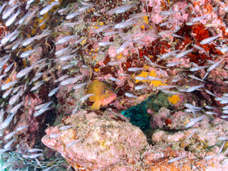 美しいネンブツダイ、クロホシイシモチ（ハタンポ科）他の幼魚の大群とそれを食糧としつつも守る大きなアカハタ（ハタ科）。
英名、学名：Blacktip Grouper, Epinephelus fasciatus
Apogon Semilineatus, Half-Lined Cardinal
Spotnape cardinalfish, Ostorhinchus notatus
中木ヒリゾ浜2024