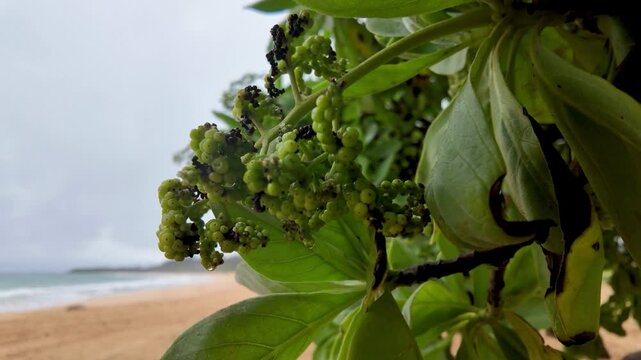 Close up of the sea grape tree leaves, fruit, known as Coccoloba uvifera, on coastal hawaii in kauai at Ke ala hele makalae path near Kaiakea Point in Kauai Hawaii. Beach sea grape tree