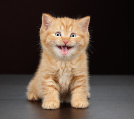 Cute little fluffy kitten on brown background