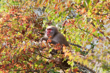 Wild Japanese macaques searching for ripe nuts