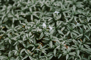 Angraecum distichum is a species of comet orchid