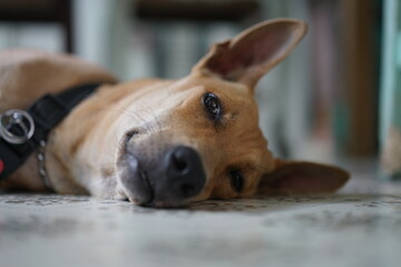 A close up shot of a dog sleeping on the floor