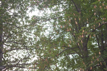 close up kapok seed ( ceiba pentandra) tree