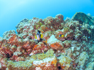 美しいイソギンチャク畑の可愛いクマノミ（クマノミ亜科）のペア他。
英名、学名：Yellowtail clownfish (Amphiprion clarkii)
静岡県伊豆半島賀茂郡南伊豆町中木ヒリゾ浜-2024年
