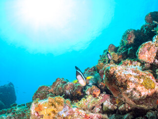 美しいイソギンチャク畑の可愛いクマノミ（クマノミ亜科）のペア他。
英名、学名：Yellowtail clownfish (Amphiprion clarkii)
静岡県伊豆半島賀茂郡南伊豆町中木ヒリゾ浜-2024年
