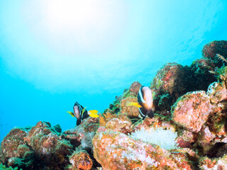 美しいイソギンチャク畑の可愛いクマノミ（クマノミ亜科）のペア他。
英名、学名：Yellowtail clownfish (Amphiprion clarkii)
静岡県伊豆半島賀茂郡南伊豆町中木ヒリゾ浜-2024年
