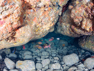 ゴマヒレキントキ（キントキダイ科）ナミマツカサ（イットウダイ科）ミナミハタンポ（ハタンポ科）チョウチョウウオ（チョウチョウウオ科）他
英名学名:
Glasseye,Heteropriacanthus cruentatus
Bigscale soldierfish,Myripristis kochiensis
Black-Stripe Sweeper,Pempheris schwenkii
ヒリゾ浜