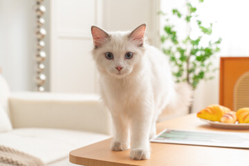 White cat standing on a coffee table