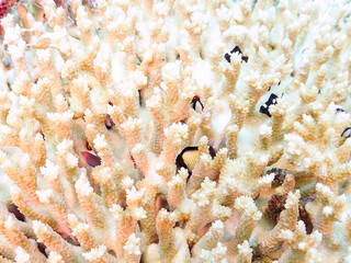 テーブルサンゴのフタスジリュウキュウスズメダイ、ミツボシクロスズメダイ（スズメダイ科）ヤリカタギ（チョウチョウウオ科）幼魚
英名学名：Reticulated Dascyllus,Dascyllus reticulatus
Chevron Butterflyfish,Chaetodon trifascialis
Threespot dascyllus,Dascyllus trimaculatus
ヒ