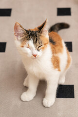 Three-colored cat sitting on a diamond-shaped rug