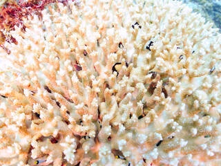 テーブルサンゴのフタスジリュウキュウスズメダイ、ミツボシクロスズメダイ（スズメダイ科）ヤリカタギ（チョウチョウウオ科）幼魚
英名学名：Reticulated Dascyllus,Dascyllus reticulatus
Chevron Butterflyfish,Chaetodon trifascialis
Threespot dascyllus,Dascyllus trimaculatus
ヒ