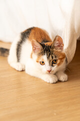 Three-colored kittens lying on the side of the bed