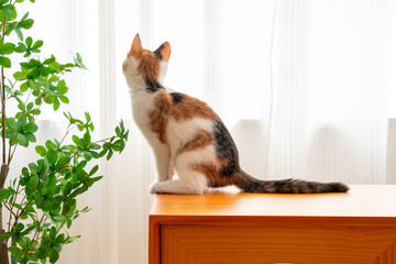 Tricolor kitten crouches on a counter looking out the window, bordered by greenery